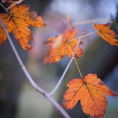 ag旗舰厅客户端下载